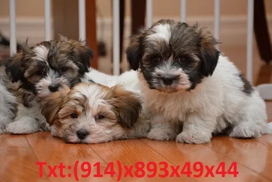 Cute havanese puppy ready to meet new f