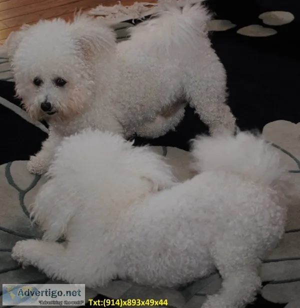 Pomeranian puppy looking for new home