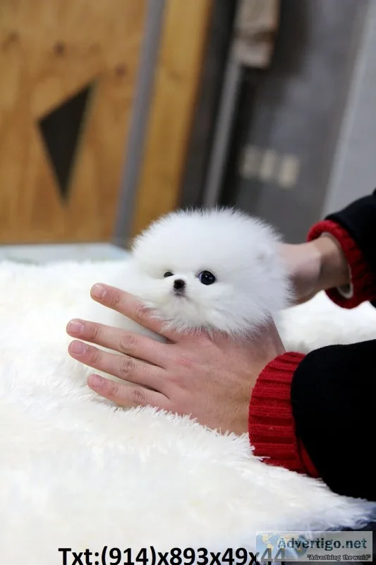 Teacup pomeranian puppy look for new hom