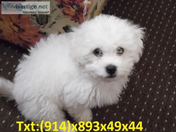 Pomeranian puppy looking for new home