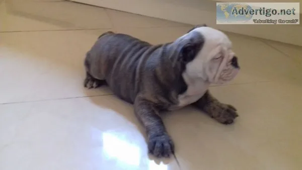 Quality bulldog pups for sale