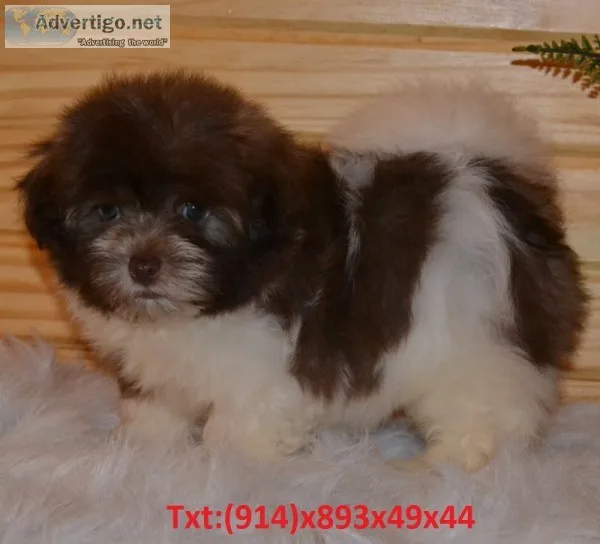 Cute havanese puppy ready to meet new f