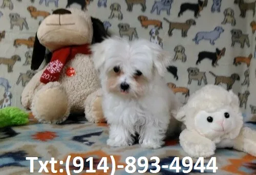 Maltese puppy ready to meet new friends
