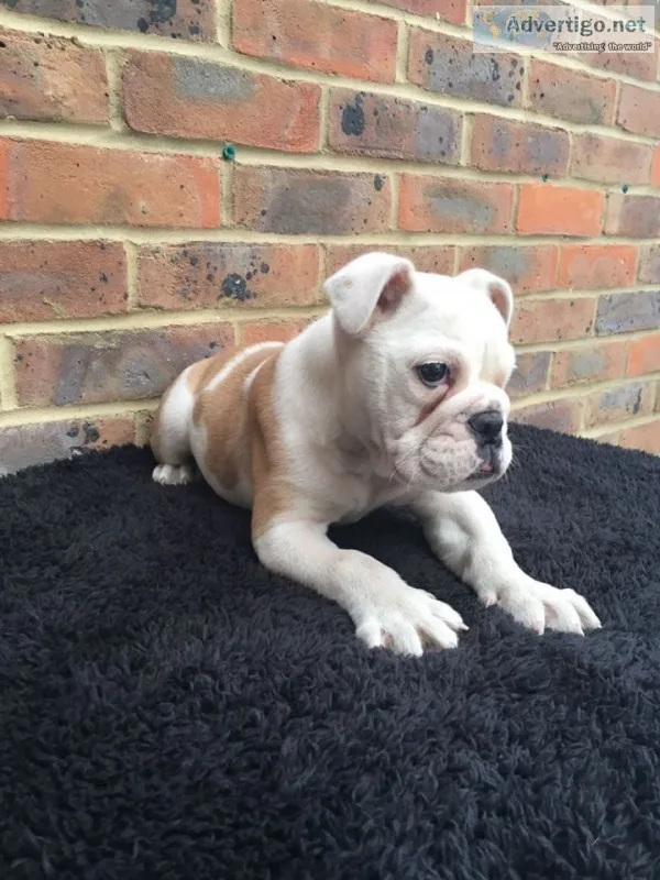 Young bulldog pups 
