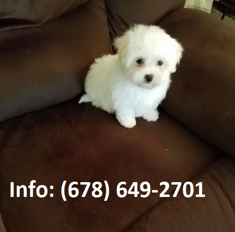 Kryb maltese puppies for sale