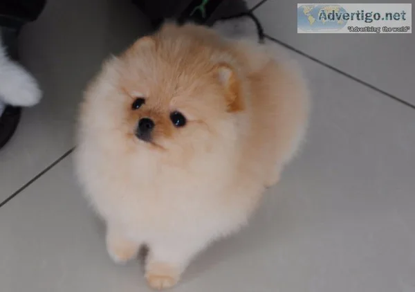 Pomeranian pups+