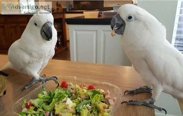 Super-tame and well handled cockatoos - 