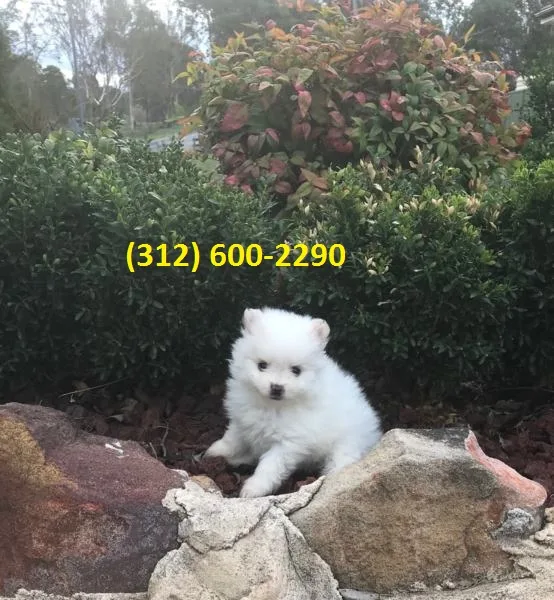T-cup pomeranian puppies3