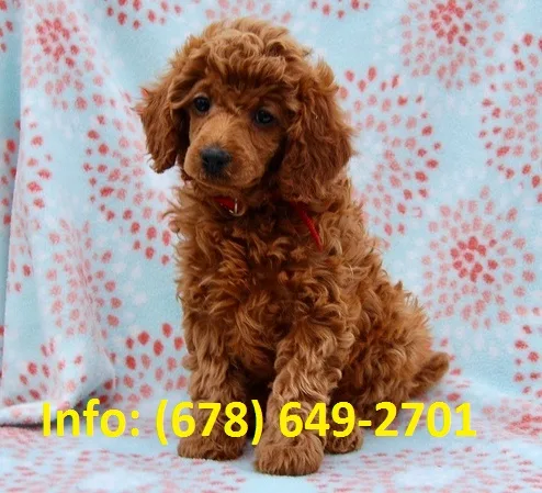 Nvelk mini/toy poodle puppies for sale