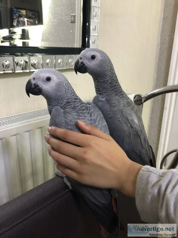 Hand reared silly tame baby african grey