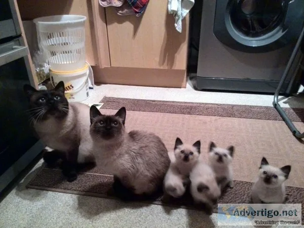 Stunning siamese kittens