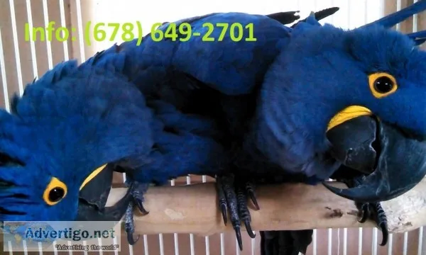 Qedyt hyacinth macaw parrots for sale