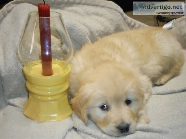 Puppies for sale