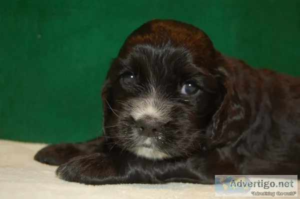 Cocker spaniel puppies