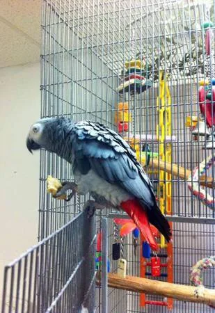 Six thousand dollar reward african greys
