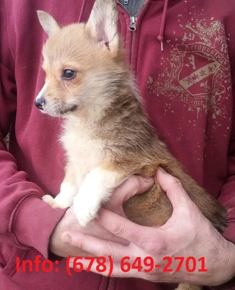 Megd pembroke welsh corgi puppies 