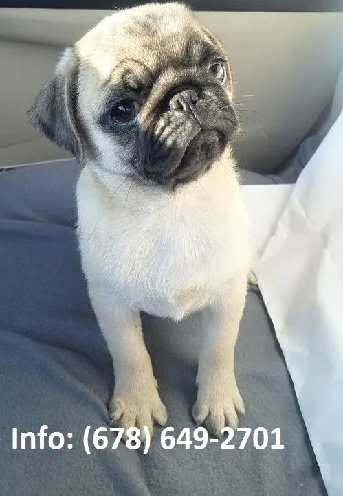 Bywk pug puppies for sale