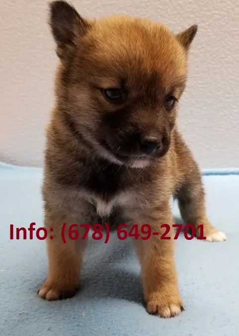 Lknefg shiba inu puppies for sale