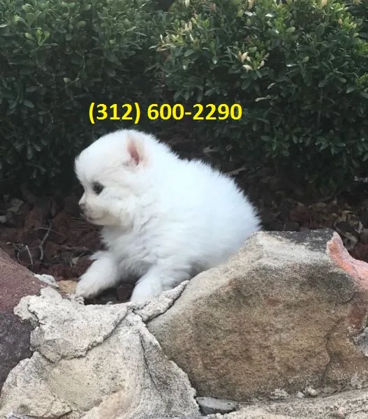 Pomeranian pups+
