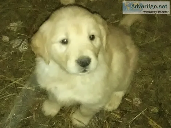Puppies for sale