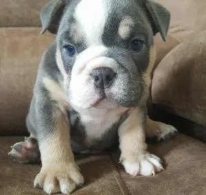 French bulldog ready for new home