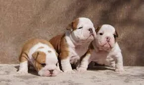 Cute english bulldog puppies for sale