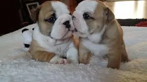 Cute english bulldog puppies for sale