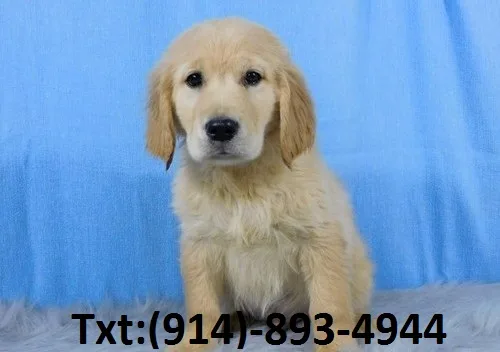Golden retriever looking for a sweet hom
