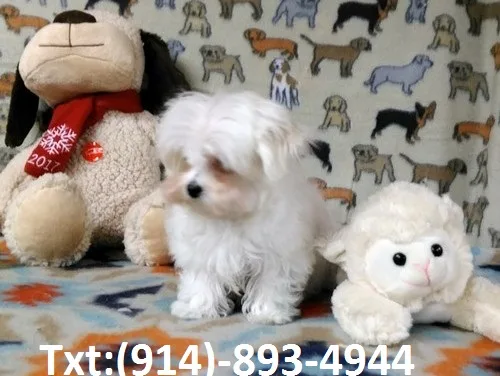 Cute maltese pup ready for a loving home