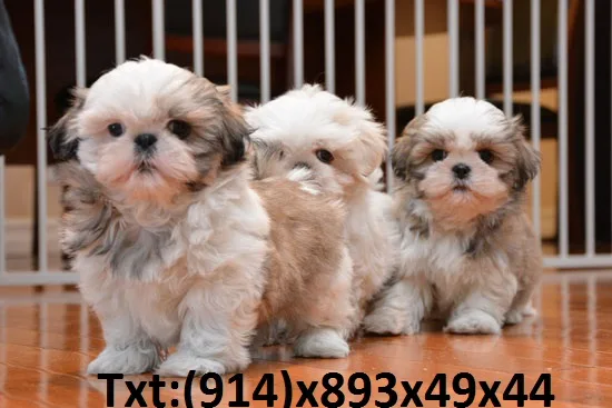 Beautifull shihtzu pomeranian puppy look