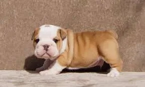 Cute english bulldog puppies for sale