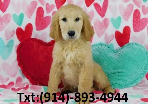 Golden retriever looking for a sweet hom