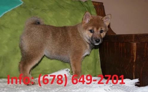 Tevh shiba inu puppies for sale