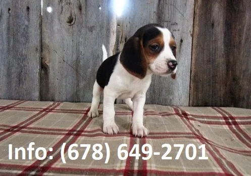 Rejm beagle puppies for sale