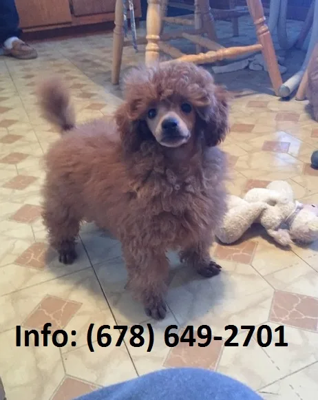 Pkhe mini/toy poodle puppies