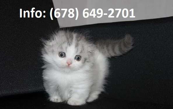 Gndeh munchkin kittens for sale