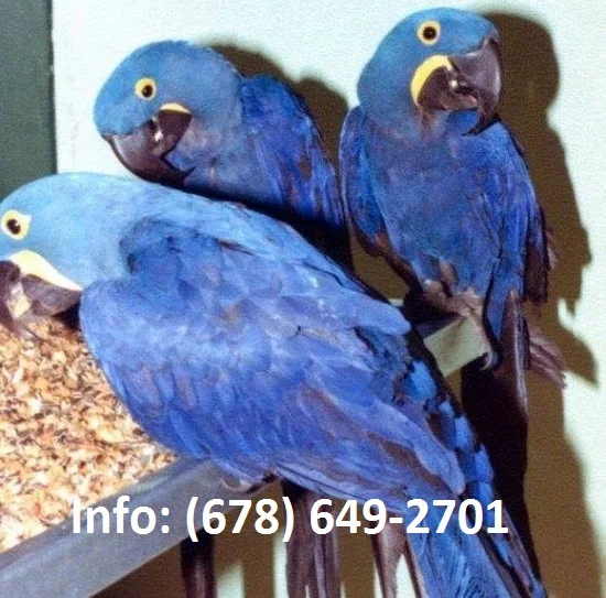 Pksi hyacinth macaw parrots for sale