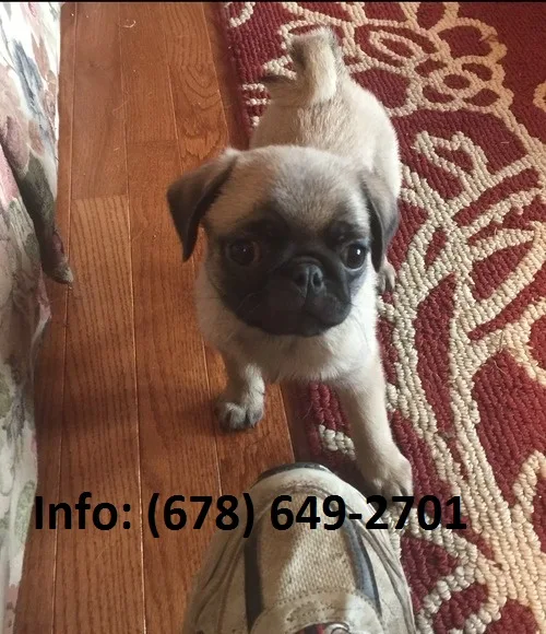 Jduy pug puppies for sale