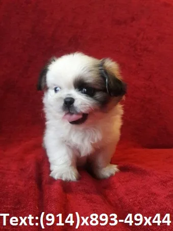 Sweet pomeranian pup looking for new hom