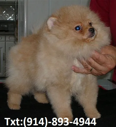 Beautifull pomeranian pup for lovely hom