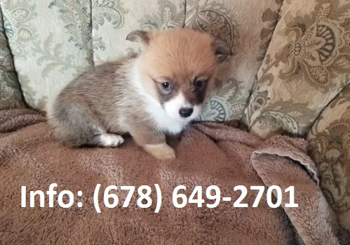 Jesvk pembroke welsh corgi puppies