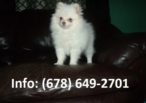 Wyem pomeranian puppies for sale