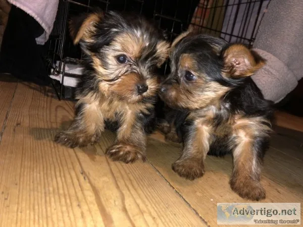 Absolutely healthy yorkie puppies