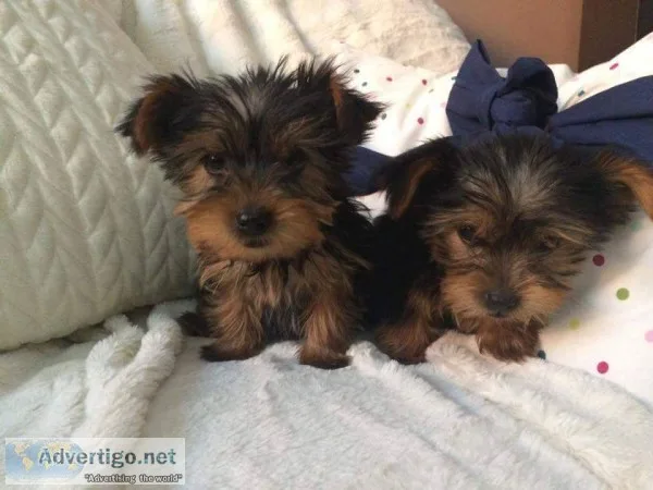 Beautiful miniature yorkie puppies