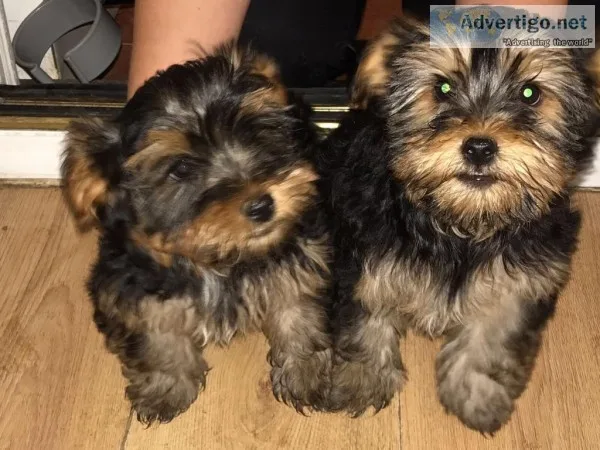 Adorable yorkshire terrier puppies avail