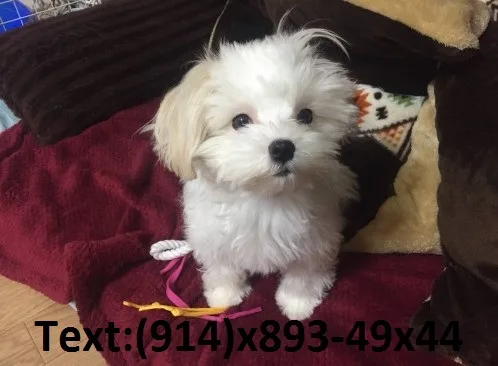 Blake and white teacup pomeranian pup lo