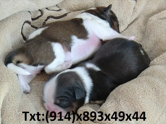 New born pomeranian pup looking for new