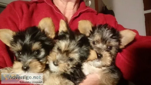6 yorkshire terrier puppies for sale