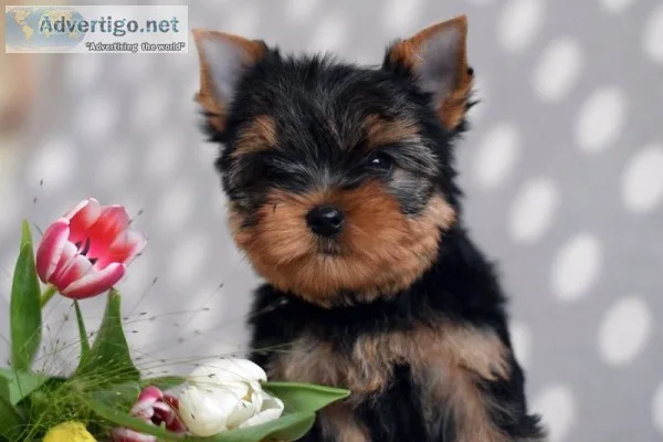 Exquisite tea cup yorkshire terrier
