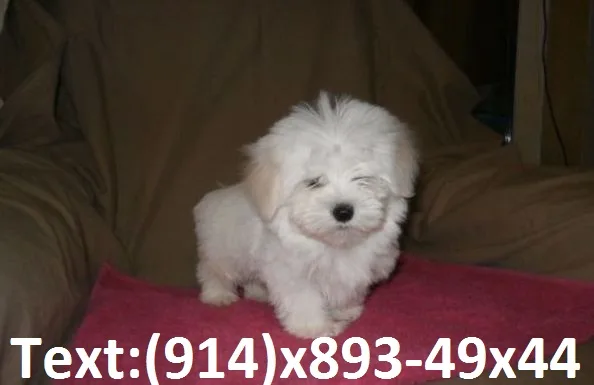 Blake and white teacup pomeranian pup lo